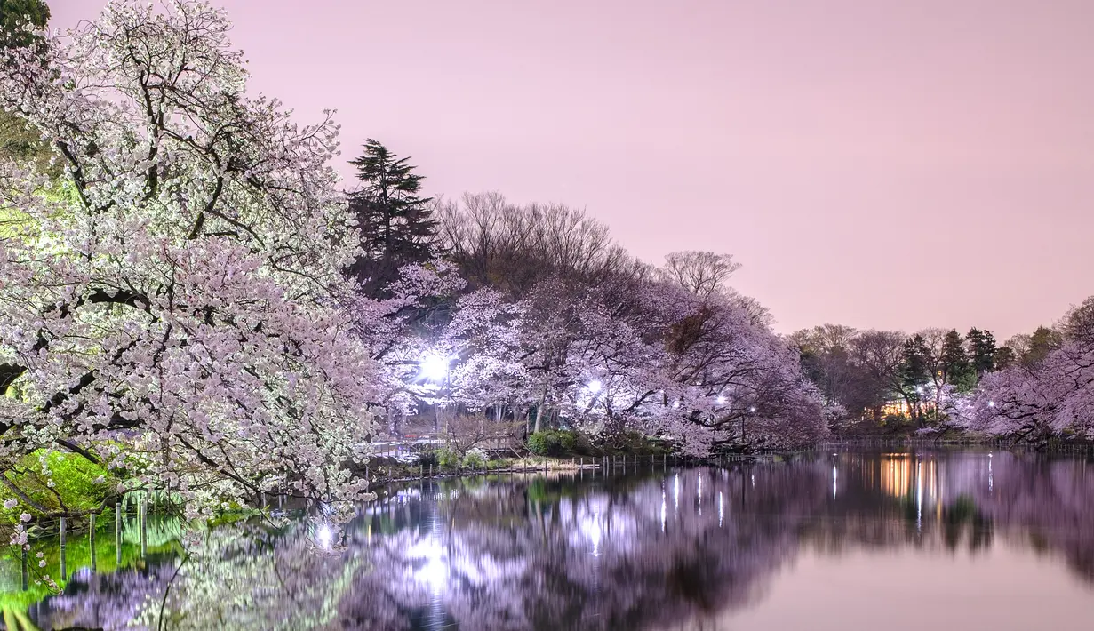 Gambar eksposur panjang ini menunjukkan bunga sakura yang mekar terlihat saat malam hari di Taman Inokashira di Tokyo, Jepang (29/3/2022). (AFP/Philip Fong)