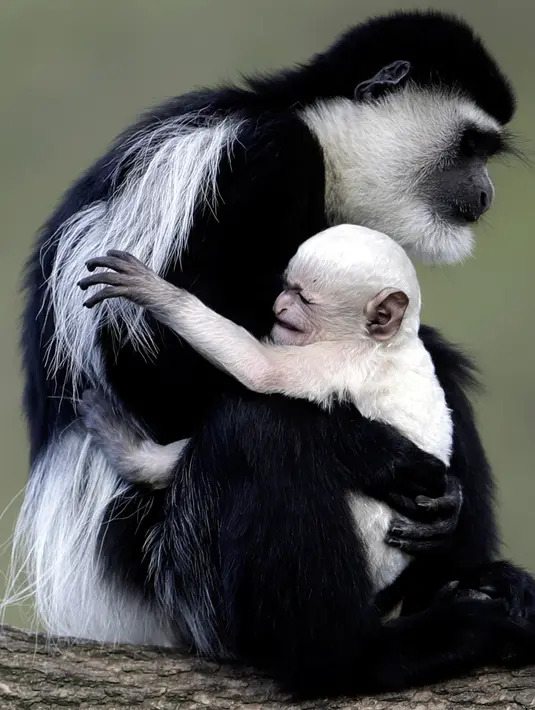Monyet Guereza (Colobus Guereza) menggendong bayinya yang baru lahir di kebun binatang Praha, Republik Ceko, 5 April 2018. Monyet Guereza merupakan hewan langka yang berasal dari bagian barat Afrika tengah dan timur. (AP Photo/Petr David Josek)