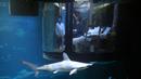 Hiu melintasi kamar berisi pengunjung yang tengah bermalam di hotel bawah air Aquarium of Paris, Prancis, 14 Maret 2016. Hotel yang dibuat oleh Airbnb dan Aquarium of Paris tersebut menawarkan sensasi menginap yang menegangkan. (REUTERS/Charles Platiau)