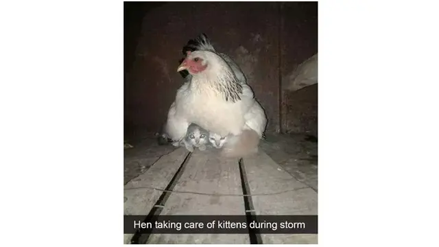 Kelakuan aneh burung (Sumber: Boredpanda)