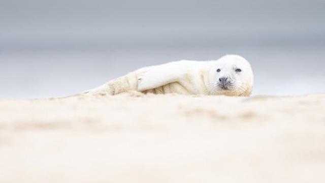 Potret Bayi Anjing Laut Berpose Layaknya Model (sumber: Instagram/@johan_siggesson_photo)