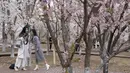 Pengunjung melihat foto-foto yang mereka ambil dekat bunga sakura di Taman Yuyuantan, Beijing, China, Kamis (26/3/2020). Musim semi dan bunga sakura bermekaran memikat warga untuk keluar rumah dari yang sebelumnya membatasi diri karena pandemi virus corona COVID-19. (AP Photo/Ng Han Guan)