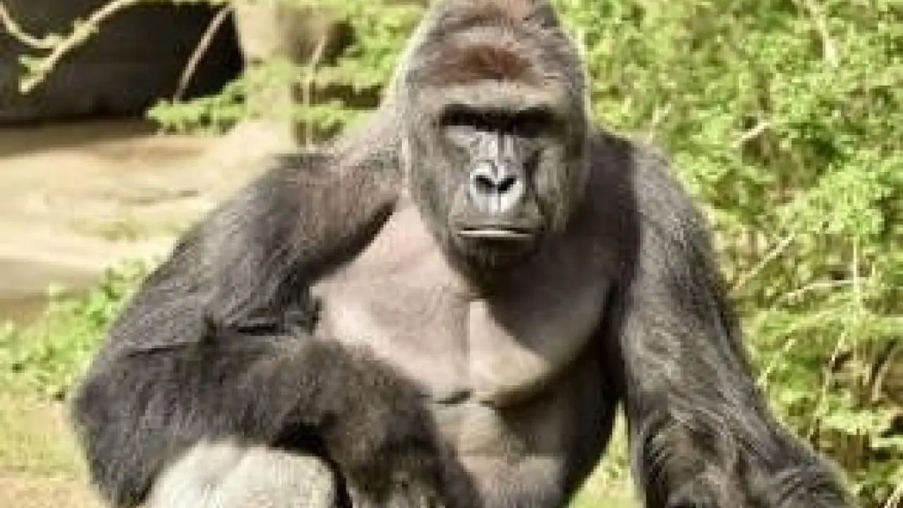 Gorila Jantan di Kebun Binatang Ohio Ditembak Mati?