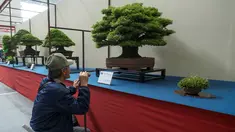 Pengunjung melihat bonsai yang ditampilkan saat Konvensi Bonsai Dunia ke-8 di Saitama, Tokyo, Jepang, Sabtu (29/4). Konvensi Dunia Bonsai telah kembali ke Jepang untuk pertama kalinya dalam 28 tahun. (AFP PHOTO / Kazuhiro NOGI)