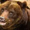 Ilustrasi beruang cokelat langka marsica (Ursus arctos marsicanus) (Wikipedia/Creative Commons)