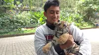 Bayi harimau benggala imut itu dilahirkan di Kebun Binatang Bandung (Bonbin Bandung). Ia kini diasuh orangtua asuh yang berstatus mahasiswa. (Liputan6.com/Huyogo Simbolon)
