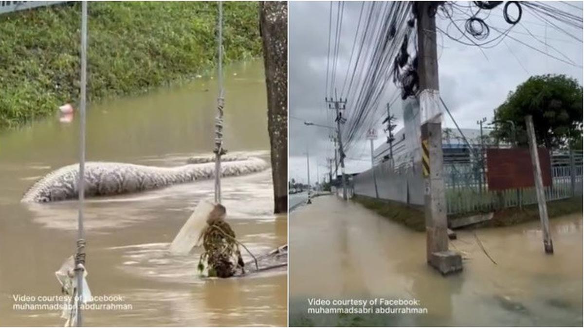 Viral Ular Piton Raksasa Berenang di Air Banjir, Diduga Telah Memangsa ...