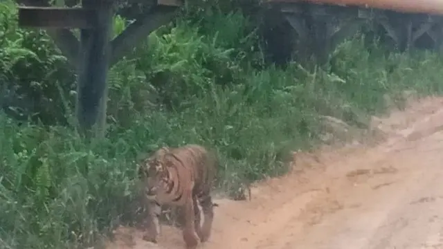 Harimau Sumatra yang muncul di pipa minyak PT BOB Kabupaten Siak yang berada di Taman Nasional Zambrud.