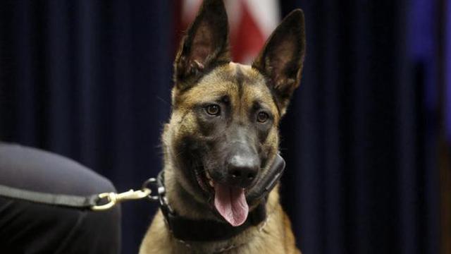 Ilustrasi anjing pelacak (AFP)