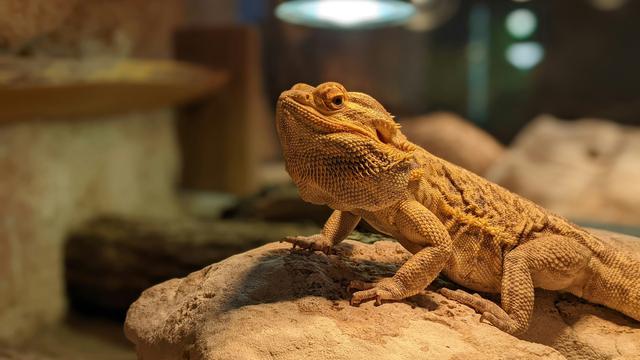 Bearded Dragon