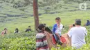 Warga berkuda saat berkeliling kebun teh di pinggir jalan raya yang menghubungkan Bogor-Cianjur di kawasan Gunung Mas, Puncak, Jawa Barat, Minggu (17/5). Kegiatan ngabuburit atau menunggu waktu berbuka puasa ini melanggar aturan PSBB karena mengundang kerumunan massa. (merdeka.com/Arie Basuki)