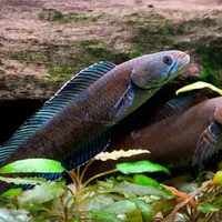Sejak lima tahun yang lalu, penemuan spesies baru sudah menghiasi daratan Himalaya.