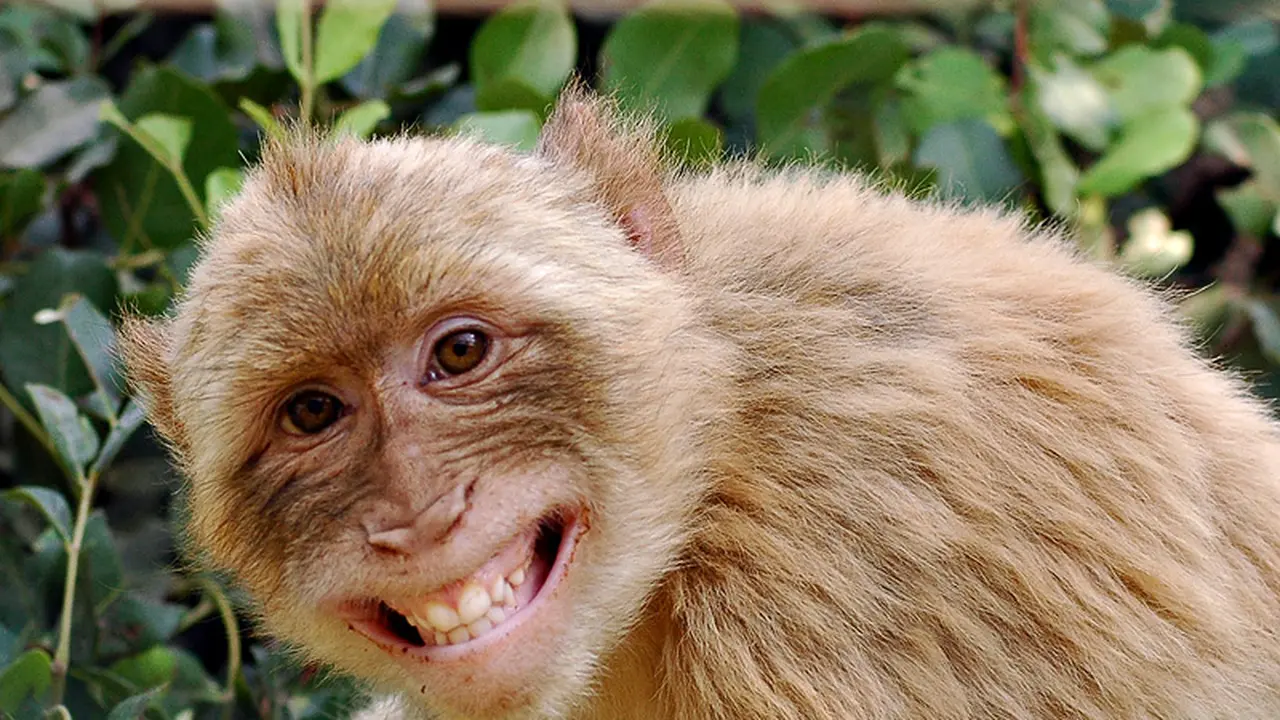 Monyet