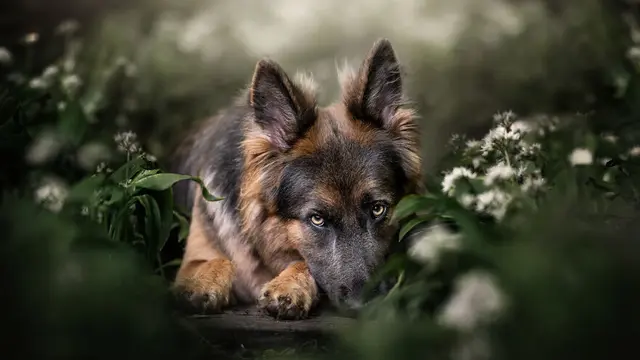 Pemotretan Anjing