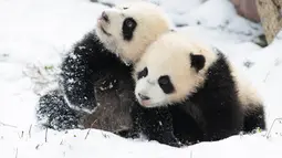 Dua ekor panda raksasa asyik bermain usai salju turun di Pusat Konservasi dan Penelitian Panda Raksasa China basis Shenshuping di Cagar Alam Nasional Wolong, Provinsi Sichuan, China (17/12/2020). Cagar Alam ini merupakan kawasan perlindungan di Kabupaten Wenchuan. (Xinhua/Jiang Hongjing)