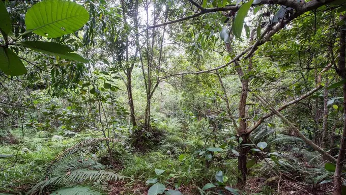 [Bintang]  Menemukan 12 Kamuflase Tentara Inggris di Balik Rimbunnya Hutan