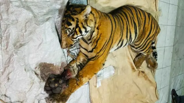 Harimau sumatra mati karena terjerat di kawasan konsesi PT Arara Abadi di Minas Barat, Kabupaten Siak.