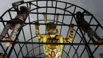Aksi peserta saat ambil bagian dalam 'Pulikali', atau tarian harimau, di Thrissur, India (7/9). Acara kesenian rakyat ini diadakan setiap tahun di kota selama festival 'Onam'. (AFP Photo/Arun Sankar)