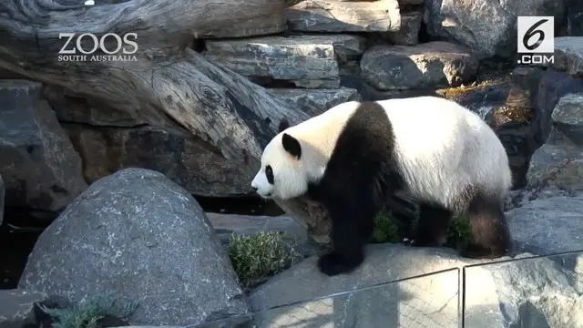 VIDEO: Kebun Binatang Suguhkan Video Porno pada Panda