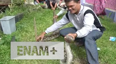 Ular Phyton yang telah memangsa ayam bersarang di lantai kantor BKD Provinsi Bengkulu. Beruntung warga dan staf kantor bisa menangkap ular itu dan memindahkannya ke tempat yang aman.