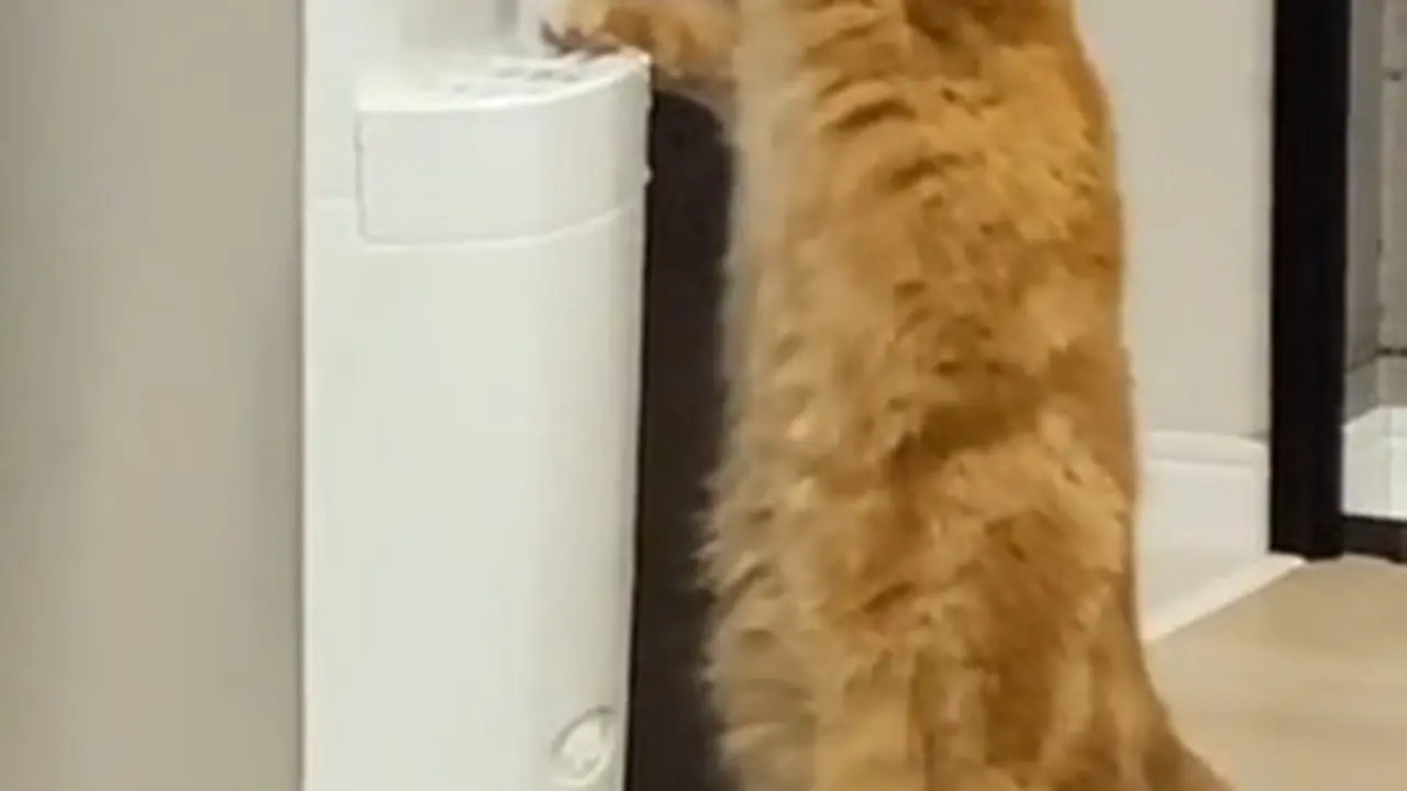 Viral, Kelewat Cerdas Kucing Oranye Ini Minum Dispenser Pemiliknya