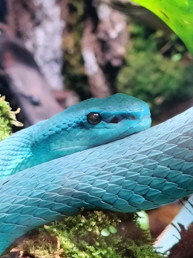 Hasil foto dengan Oppo A98 5G (Liputan6.com/Giovani Dio Prasasti)