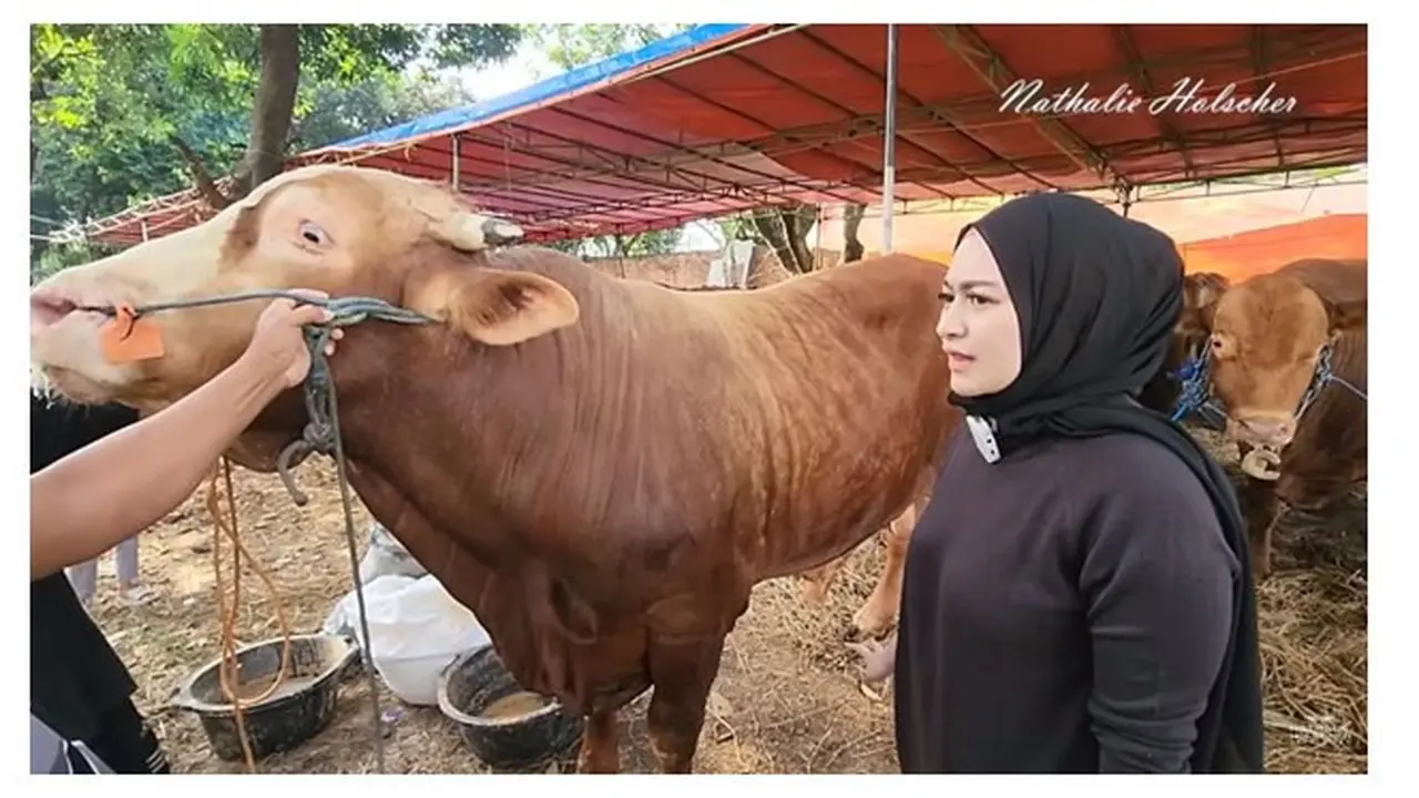 Pertama Kali Berkurban, Ini 9 Potret Nathalie Holscher Cari Hewan Kurban