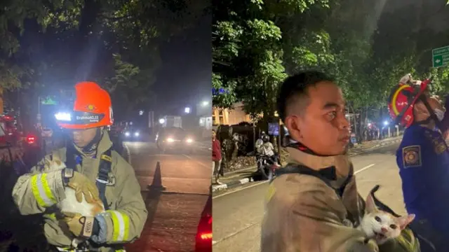 Damkar Selamatkan Kucing