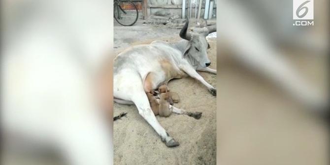 VIDEO: Induk Sapi Susui Anak Anjing di India