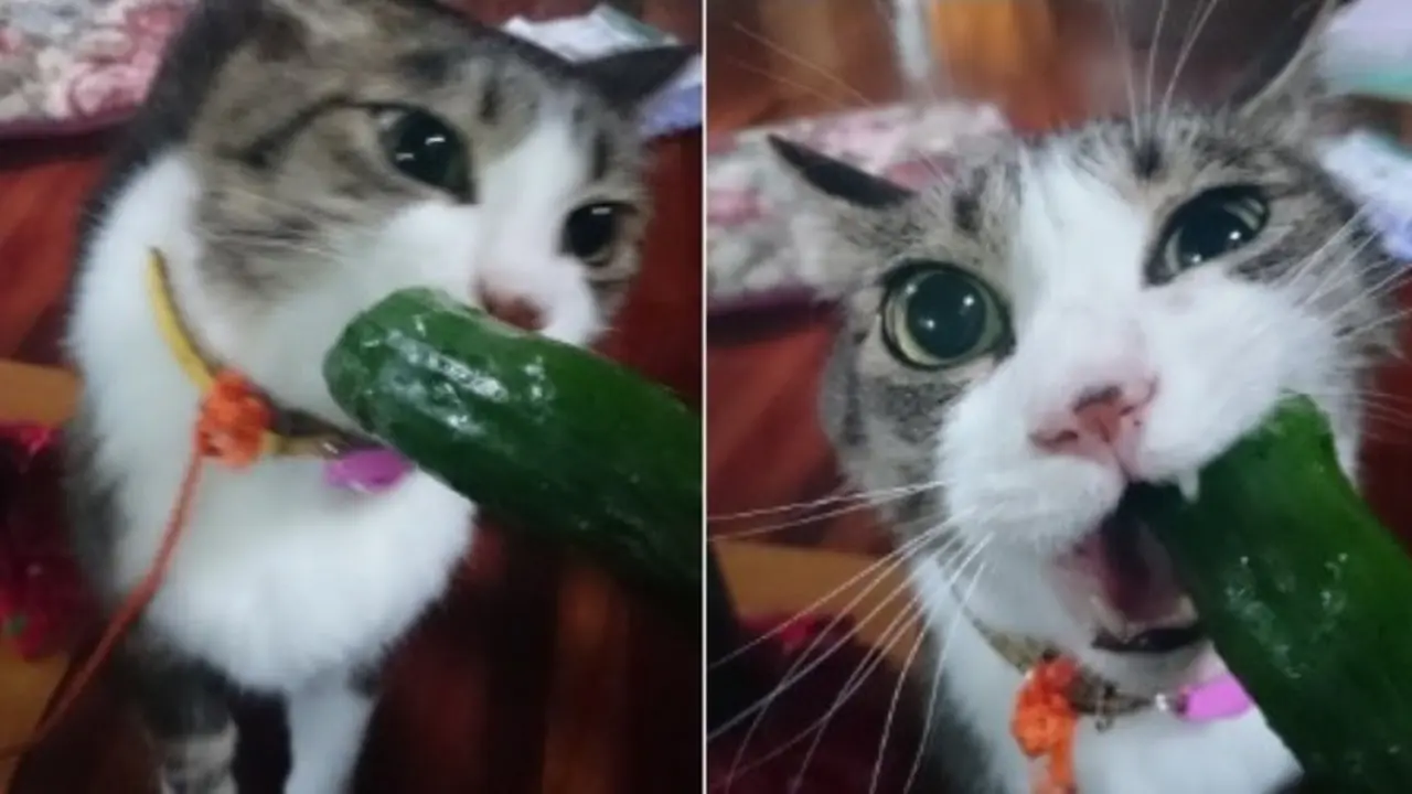 Hokuro-kun, Kucing Lucu Pemakan Sayuran