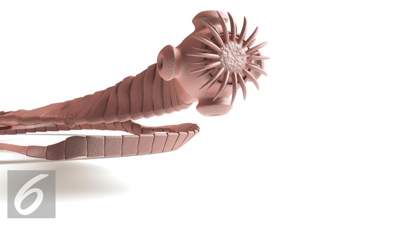 20151109-Ilustrasi-Cacing-Pita-iStockphoto