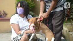 Warga membawa anjing peliharaannya untuk disuntikkan vaksin rabies di Kecamatan Duren Sawit, Jakarta, Selasa (7/6/2022). Vaksin rabies yang diberikan secara gratis ini juag untuk mewujudkan Jakarta menjadi wilayah zona bebas rabies. (merdeka.com/Imam Buhori)