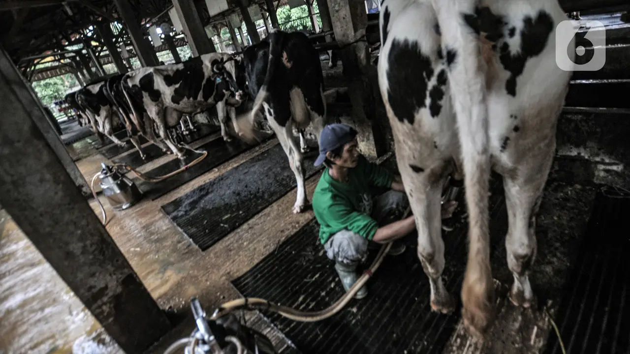 Geliat Industri Susu Sapi Perah di Masa Pandemi COVID-19
