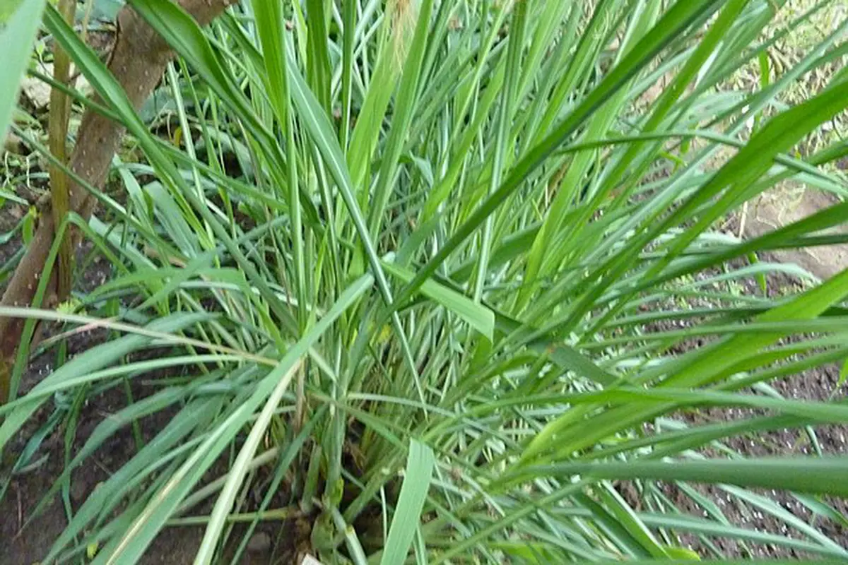 Serai Wangi
