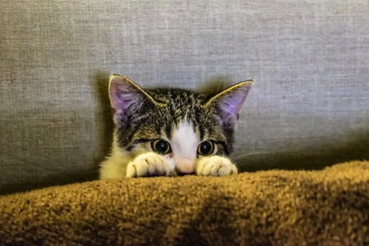 kucing