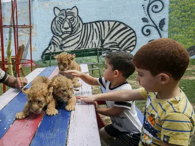Anak-anak Palestina didampingi seorang pekerja bermain dengan tiga bayi singa yang baru lahir di sebuah kebun binatang di Rafah, Jalur Gaza (8/9/2019). Kehadiran tiga bayi singa ini menambah koleksi satwa sebuah kebun binatang tersebut. (AFP Photo/Said Khatib)