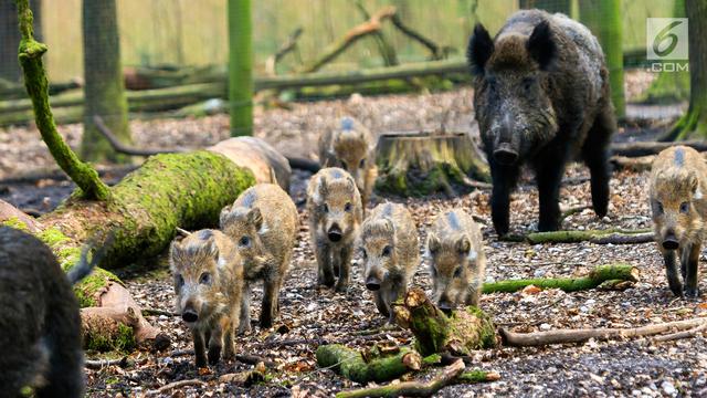 Babi Hutan atau Celeng