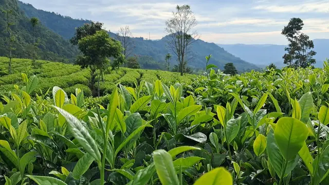 Menjaga Aroma dan Rasa, Kisah di Balik Perjalanan Panjang Secangkir Teh hingga Dinikmati Konsumen