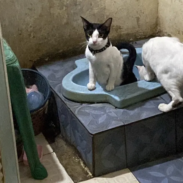 6 Potret Kucing Buang Air di Kloset Ini Ekspresinya Kocak, Diajarkan Jadi Mandiri