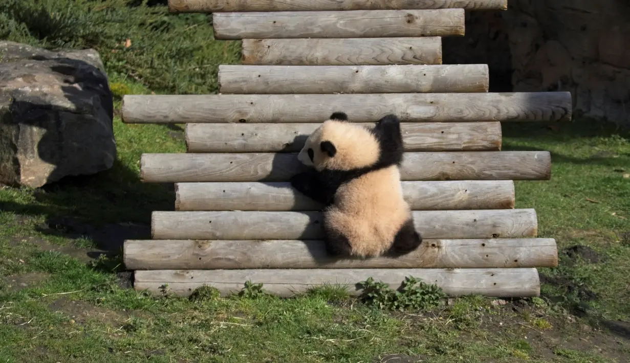 Anak panda Huanlili memanjat tangga kayu saat ia menjelajahi kandang eksternalnya untuk pertama kalinya di taman zoologi Beauval di Saint-Aignan, Prancis tengah (14/3/2022). Anak panda Huanlili ini lahir pada 1 Agustus 2021. (AFP/Souvant Guillaume)