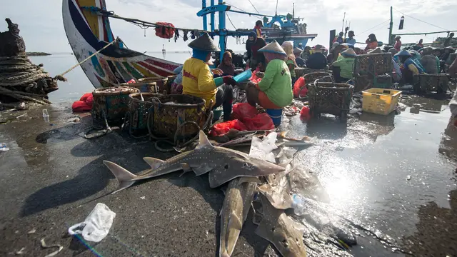 Ikan Hiu
