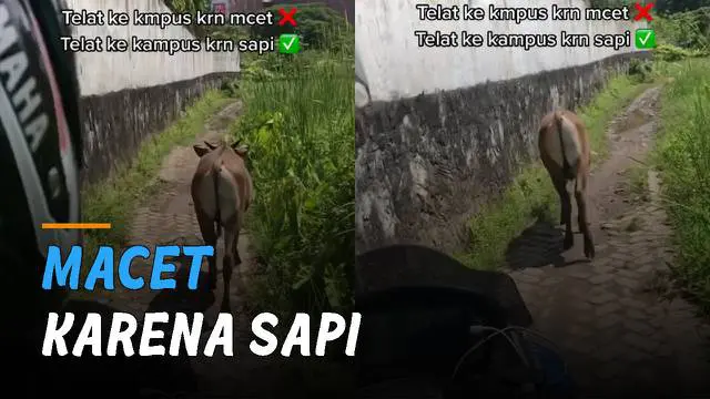 VIDEO: Perempuan Ini Terlambat Datang ke Kampus Gara-Gara Seekor Sapi