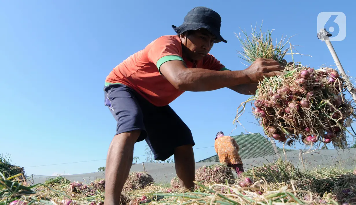 Petani menjemur bawang merah hasil panen di kawasan Leces Probolinggo, Jawa Timur, Minggu (29/8/2021). Turunnya harga bawang merah disebabkan melimpahnya hasil panen para petani dari berbagai kawasan di Pulau Jawa. (merdeka.com/Arie Basuki)