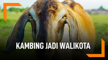 Kambing Ini Terpilih Jadi Walikota Baru Vermont