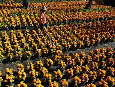 Pekerja menyiram Marigold di sebuah perkebunan di Xochimilco, pinggiran Mexico City, Meksiko, 13 Oktober 2021. Di Meksiko, Marigold juga dikenal sebagai cempasúchil atau bunga kematian dan digunakan pada perayaan Day of the Dead atau Hari Kematian setiap 2 November. (AP Photo/Marco Ugarte)