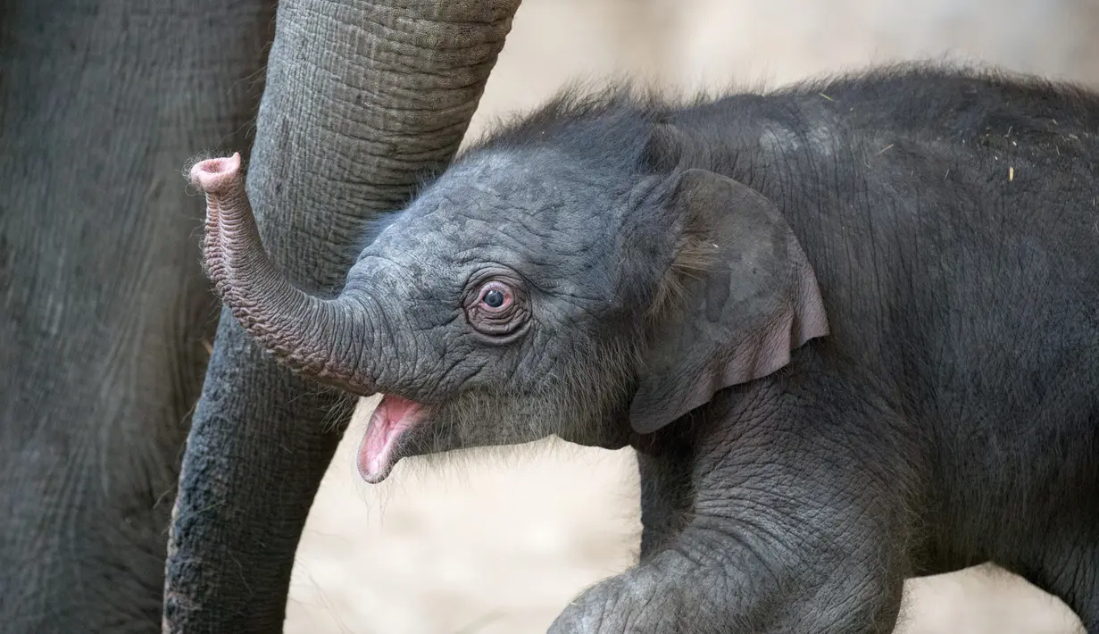 Ekspresi bayi gajah perempuan saat bermain dengan ibunya 'Salvana' di kebun binatang Hagenbeck di Hamburg, Jerman (4/9). (AFP Photo/dpa/Daniel Reinhardt/Jerman Out)