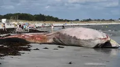Kondisi bangkai paus sirip yang tergeletak di pantai di Penmarc'h, Prancis barat pada Selasa (13/8/2019). Paus sepanjang 13 meter yang terdampar setelah mati di laut tersebut merupakan mamalia terbesar kedua di dunia. (Photo by Fred TANNEAU / AFP)