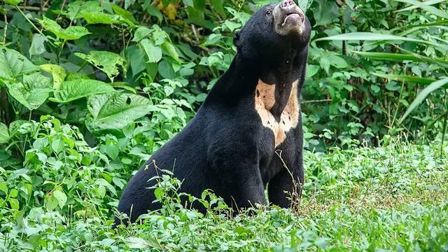 Sun bear (Wikipedia)