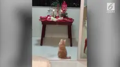 Seekor kucing tertangkap kamera melakukan gerakan sembahyang di kuil.
