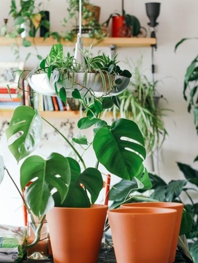 Cara Tanam Bahan Makanan di Rumah Tanpa Halaman Luas